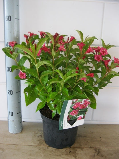  Weigela (Weigela 'Bristol Ruby')