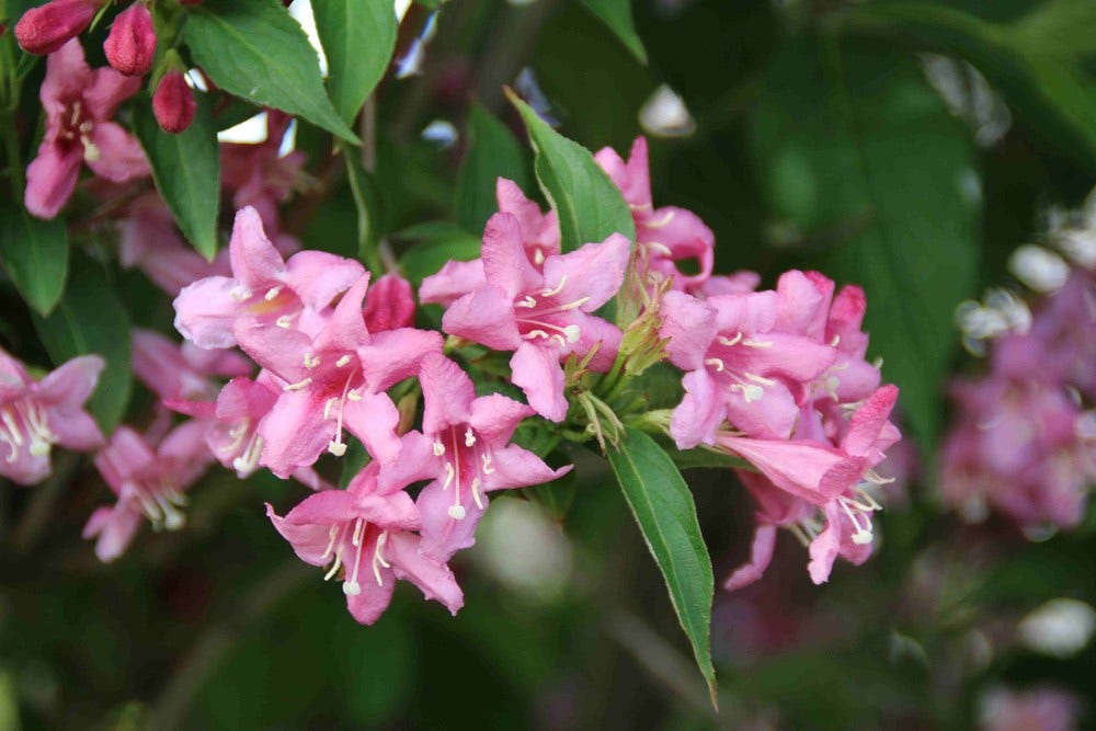  Weigela (Weigela 'Rosea')