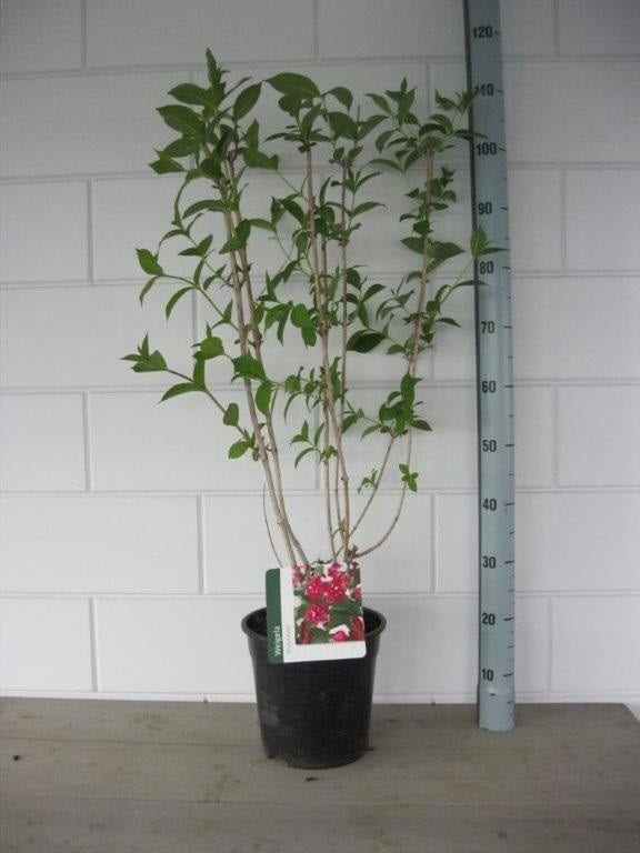  Weigela (Weigela 'Bristol Ruby')