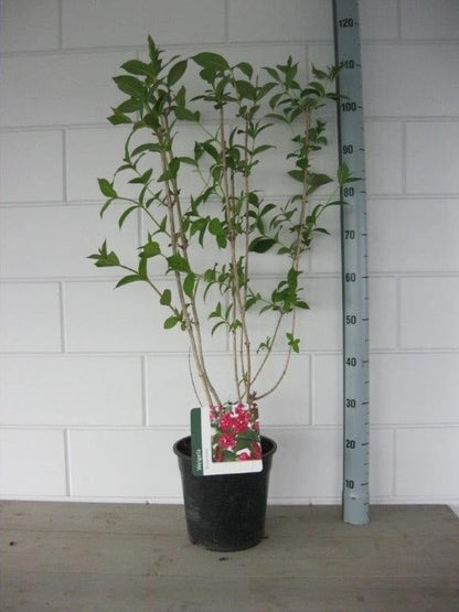  Weigela (Weigela 'Bristol Ruby')
