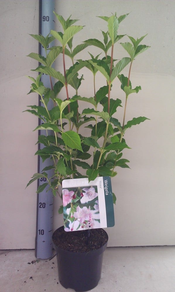  Weigela (Weigela 'Rosea')