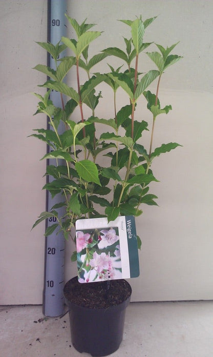  Weigela (Weigela 'Rosea')