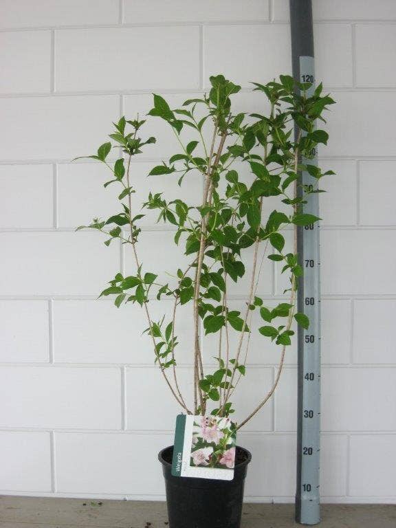  Weigela (Weigela 'Rosea')