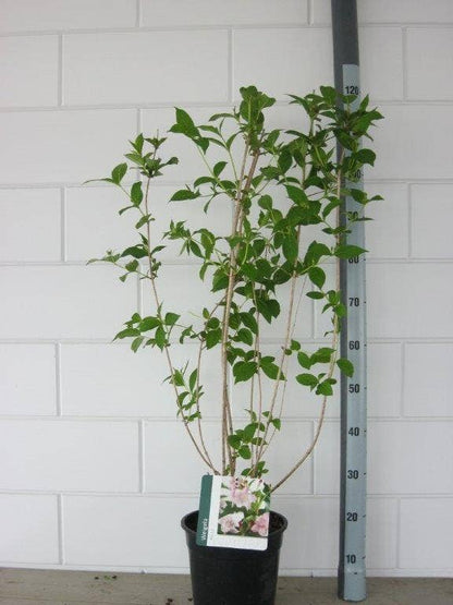  Weigela (Weigela 'Rosea')