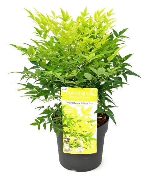  Hemelse Bamboe (Nandina Domestica 'Lemon And Lime')