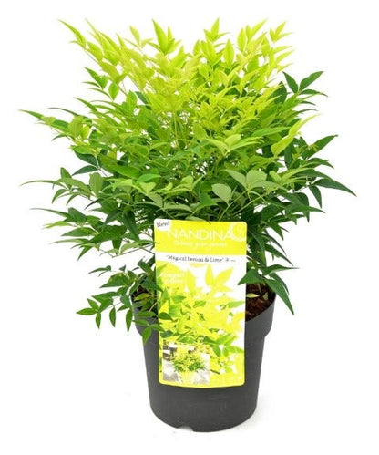  Hemelse Bamboe (Nandina Domestica 'Lemon And Lime')