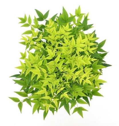  Hemelse Bamboe (Nandina Domestica 'Lemon And Lime')