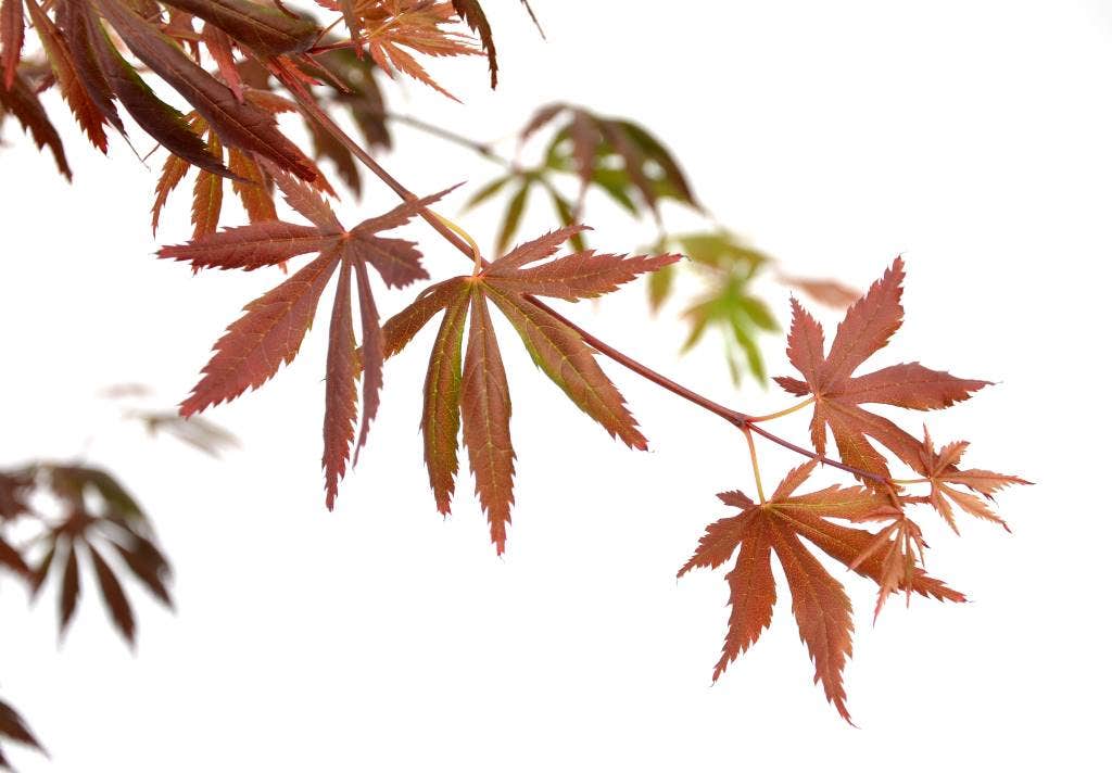  Japanse Esdoorn (Acer Palmatum 'Trompenburg')