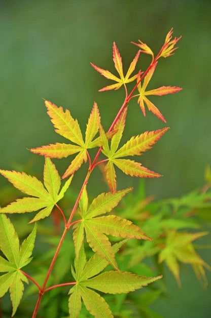  Japanse Esdoorn (Acer Palmatum 'Sangokaku')