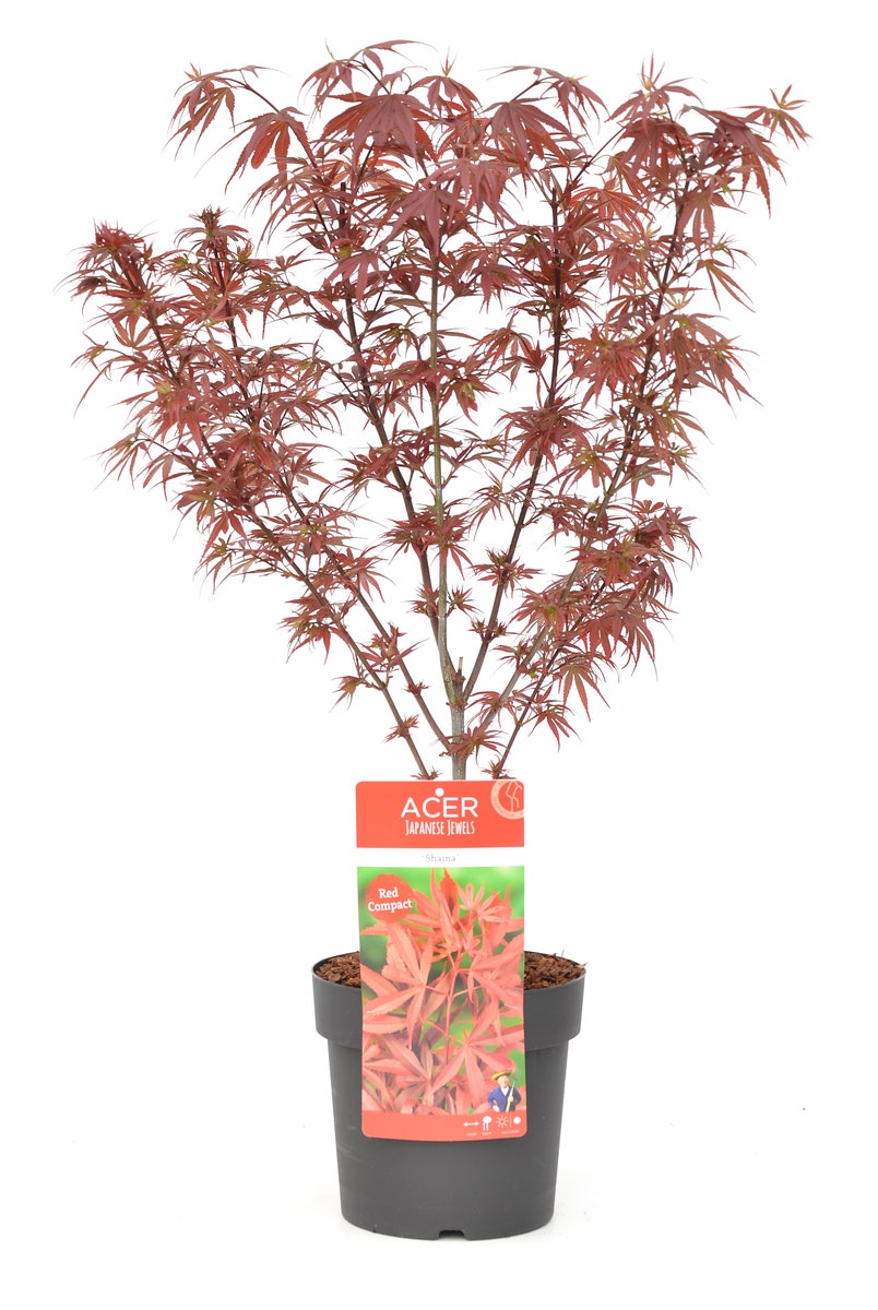  Japanse Esdoorn (Acer Palmatum 'Shaina')