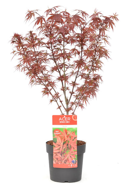  Japanse Esdoorn (Acer Palmatum 'Shaina')