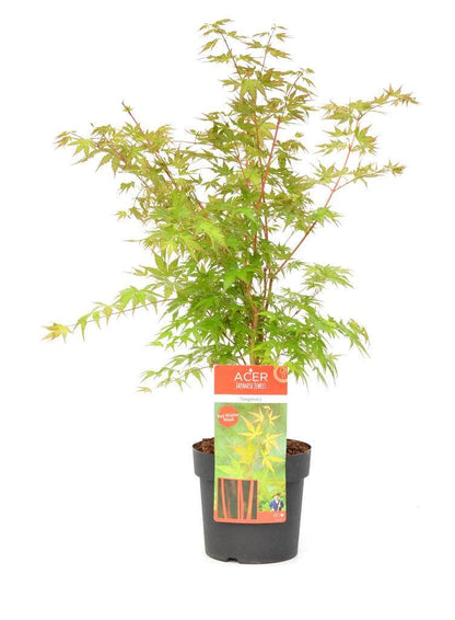  Japanse Esdoorn (Acer Palmatum 'Sangokaku')