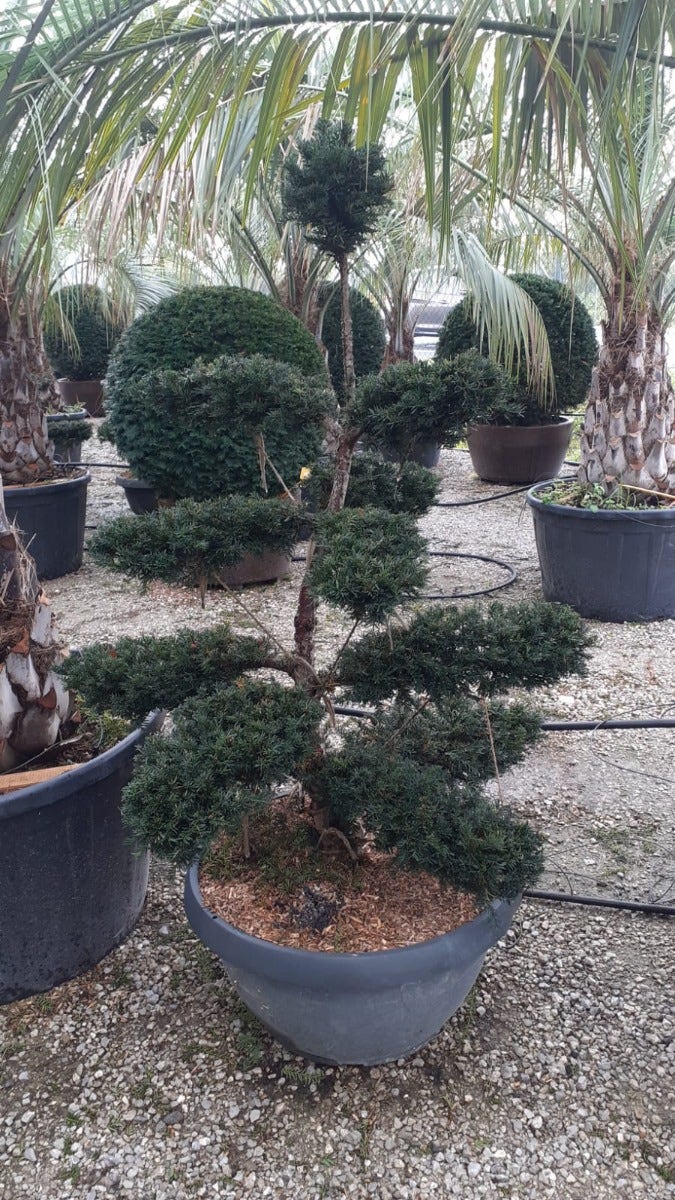  Taxus Als Bonsai (Taxus Baccata)