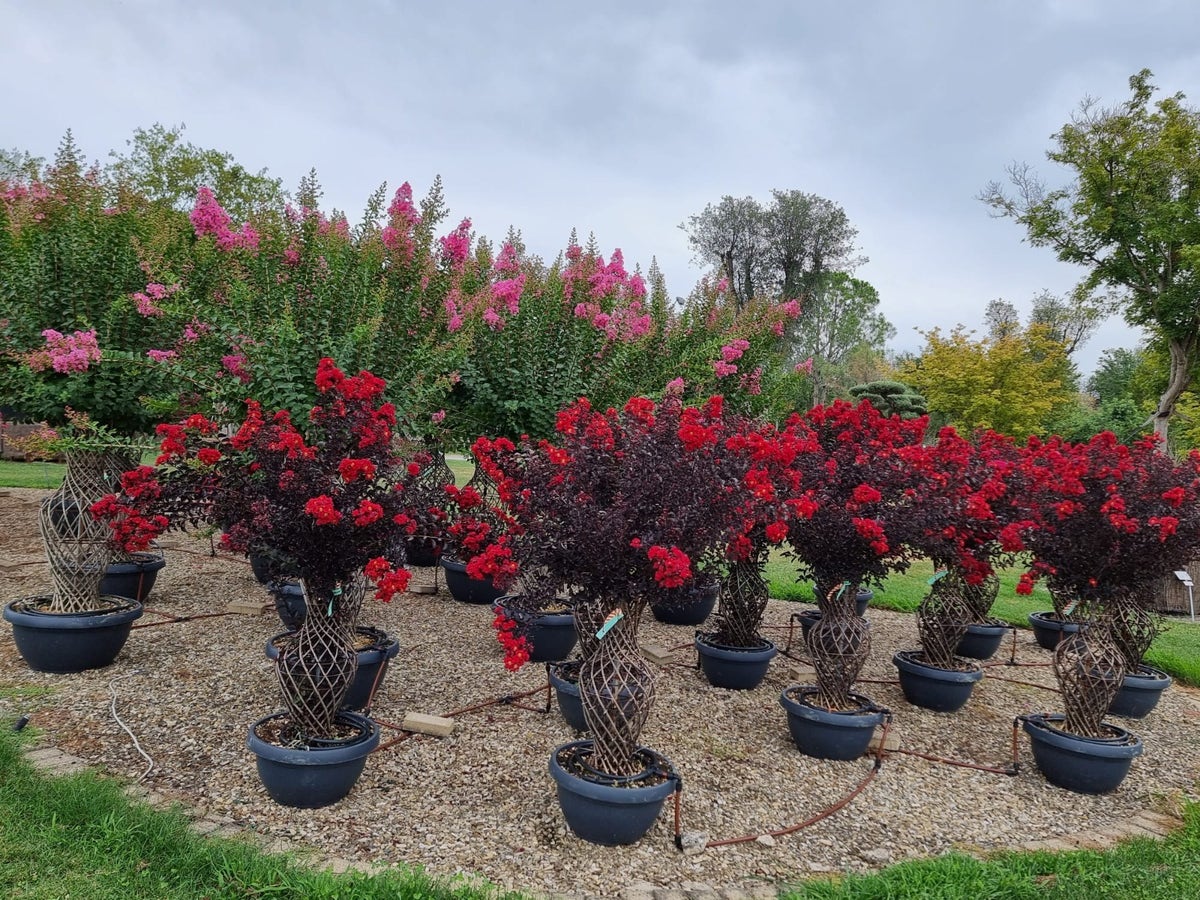  Lagerstroemia Als 'Vaas' (Lagerstroemia Indica)