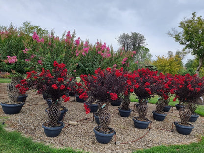  Lagerstroemia Als 'Vaas' (Lagerstroemia Indica)