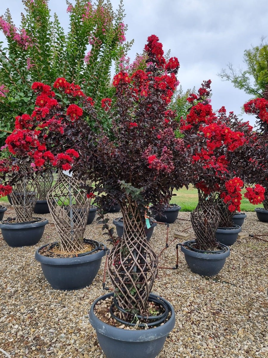  Lagerstroemia Als 'Vaas' (Lagerstroemia Indica)