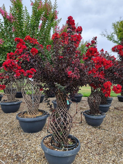  Lagerstroemia Als 'Vaas' (Lagerstroemia Indica)
