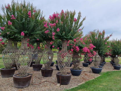  Lagerstroemia Als 'Vaas' (Lagerstroemia Indica)