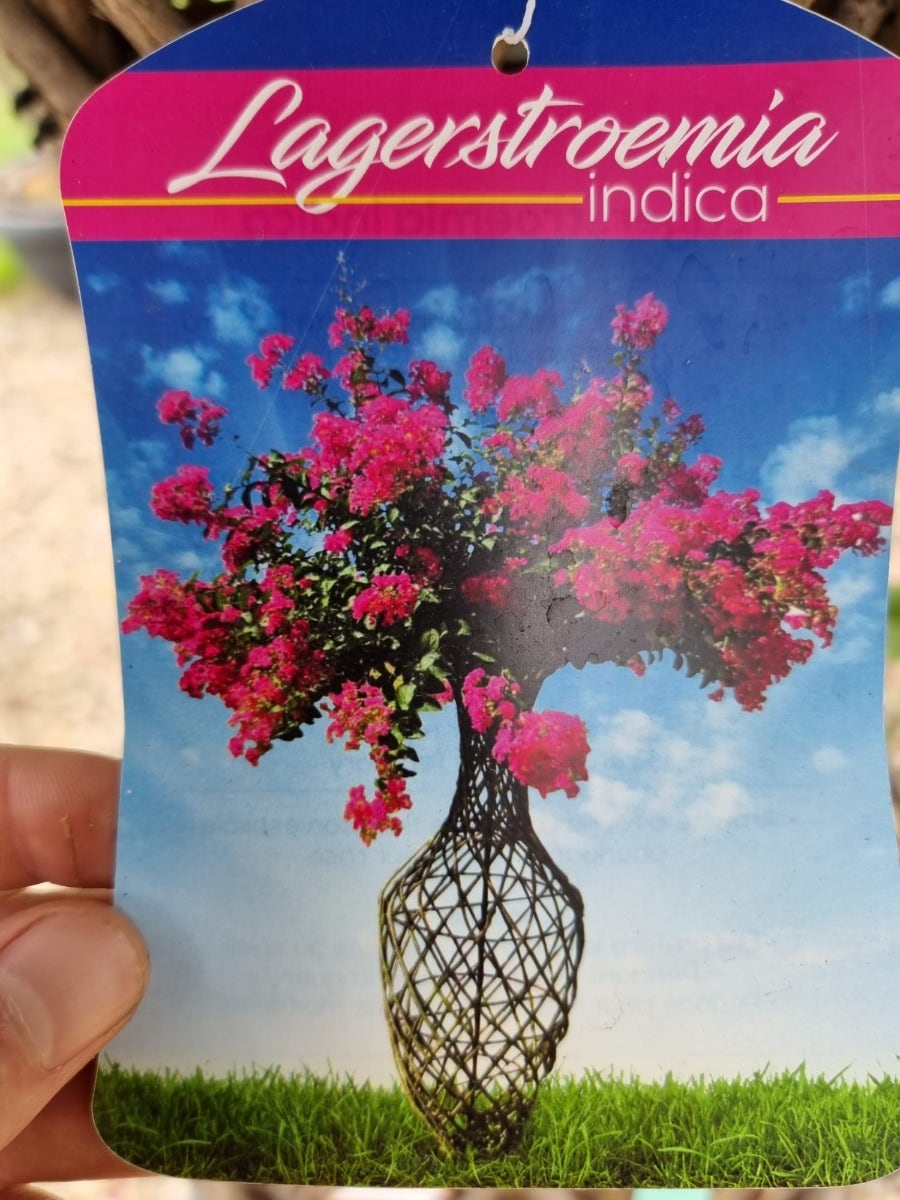  Lagerstroemia Als 'Vaas' (Lagerstroemia Indica)