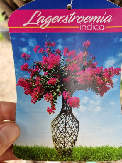  Lagerstroemia Als 'Vaas' (Lagerstroemia Indica)