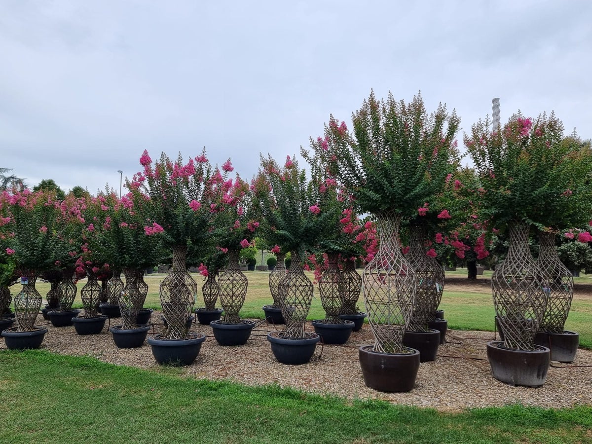  Lagerstroemia Als 'Vaas' (Lagerstroemia Indica)