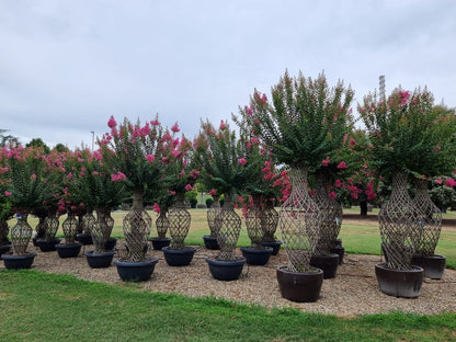  Lagerstroemia Als 'Vaas' (Lagerstroemia Indica)