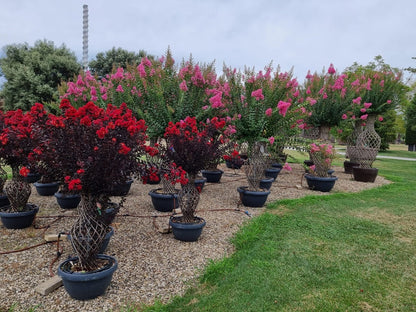  Lagerstroemia Als 'Vaas' (Lagerstroemia Indica)