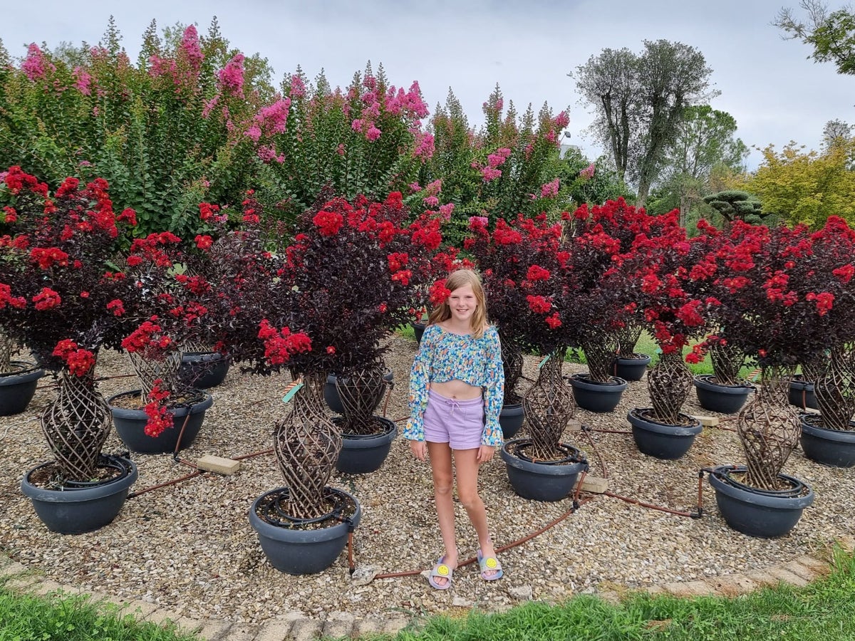  Lagerstroemia Als 'Vaas' (Lagerstroemia Indica)