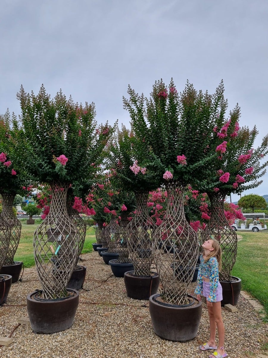  Lagerstroemia Als 'Vaas' (Lagerstroemia Indica)