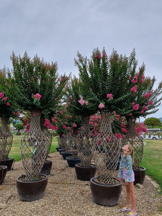  Lagerstroemia Als 'Vaas' (Lagerstroemia Indica)