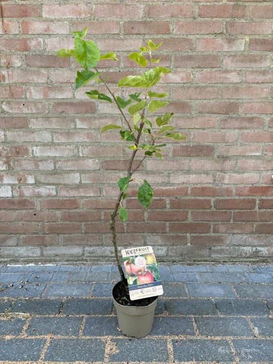  Dwerg Appel (Malus Domestica 'Mini')