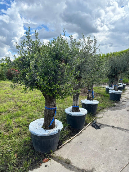  Olijfboom Als Solitair 50/60cm (Olea Europaea)