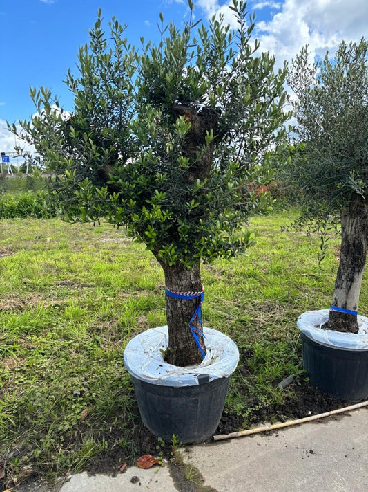  Olijfboom Als Solitair 50/60cm (Olea Europaea)