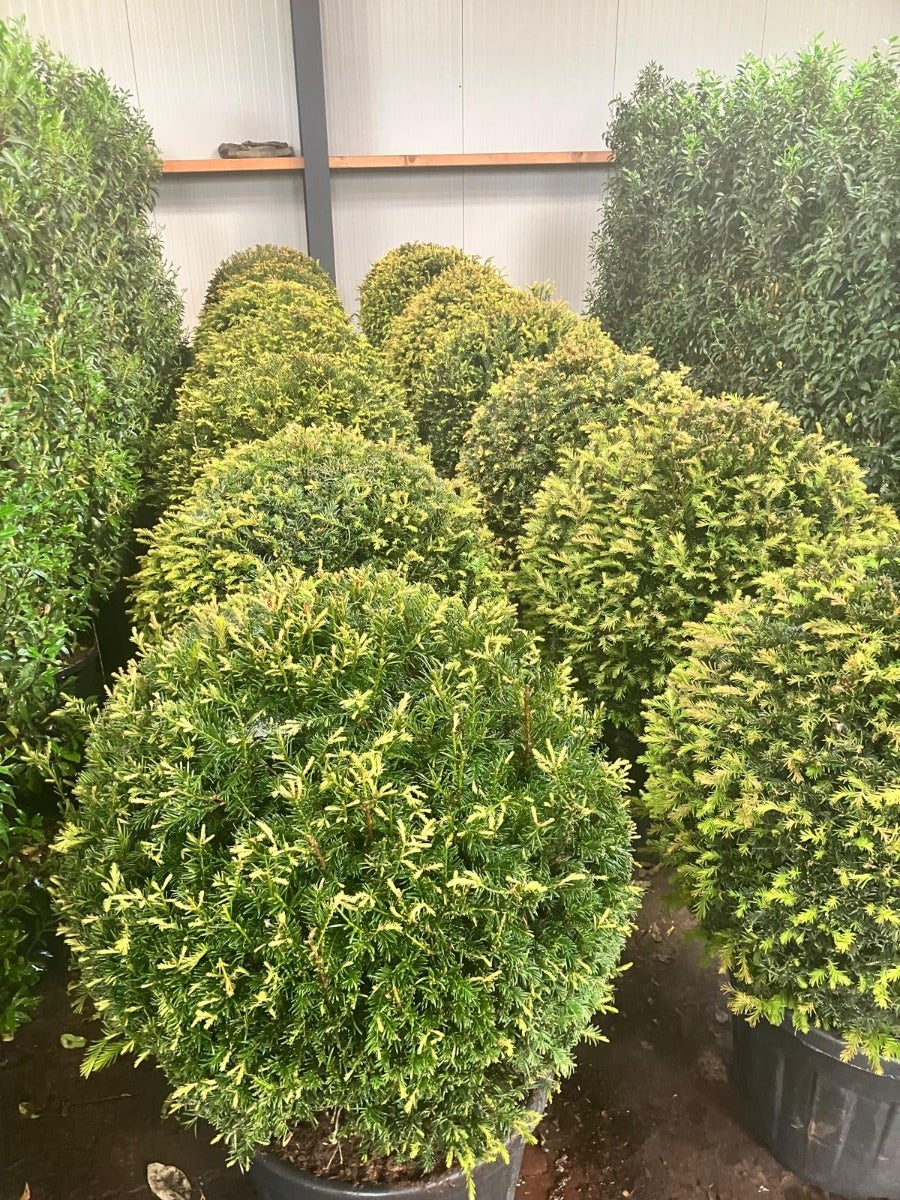  Taxusbol (Taxus Baccata)