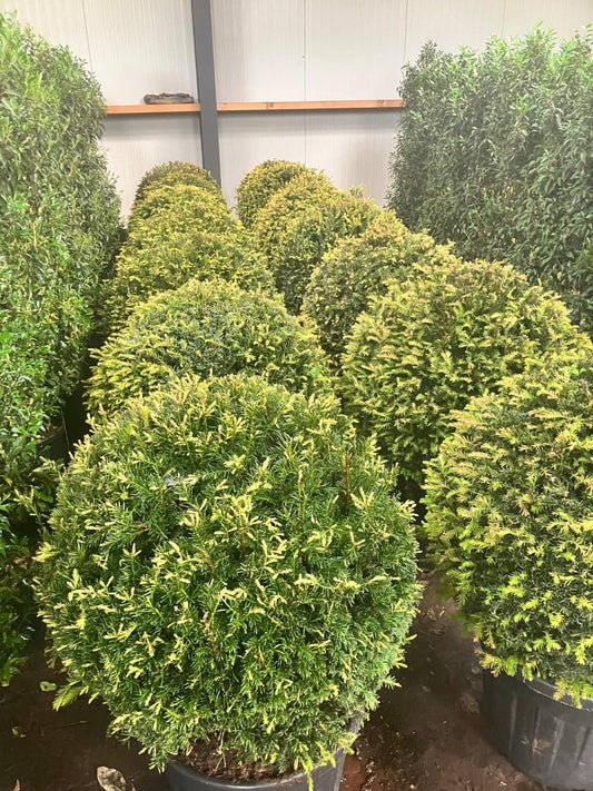  Taxusbol (Taxus Baccata)