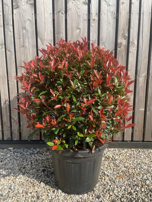  Glansmispel Als Bolvorm (Photinia Fraseri 'Carré Rouge')