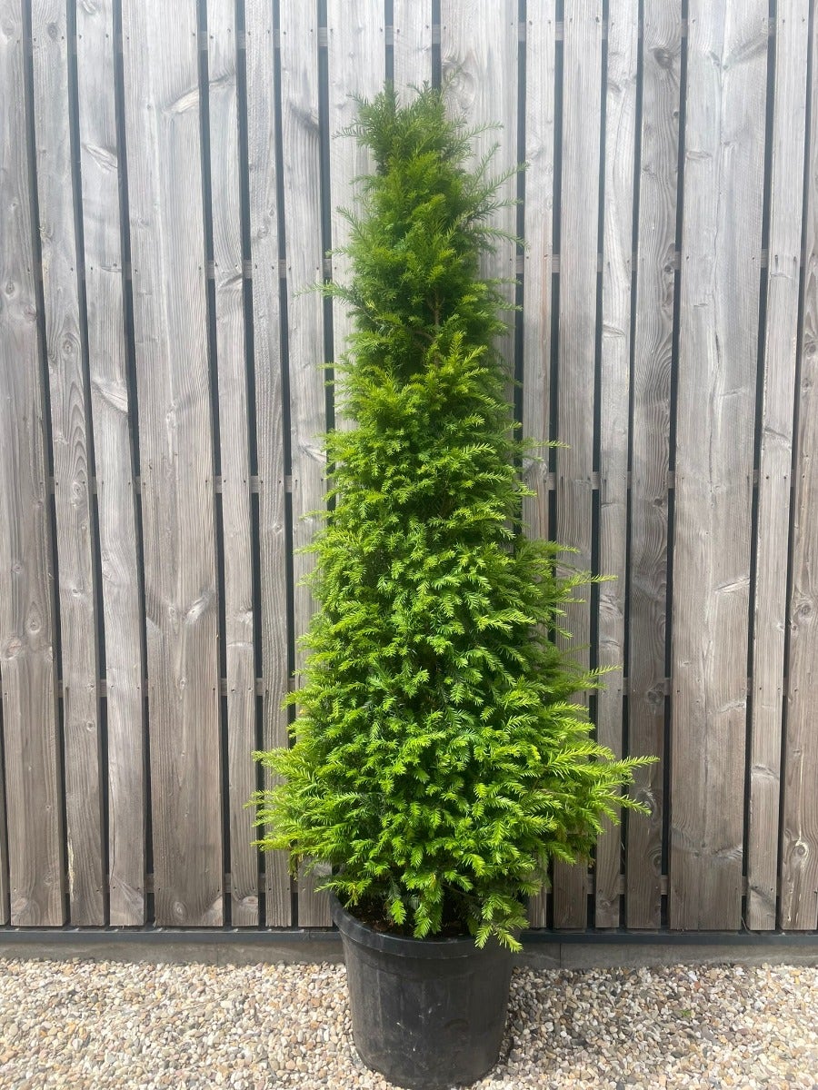  Taxus Als Egyptische Pyramide (Taxus Baccata)