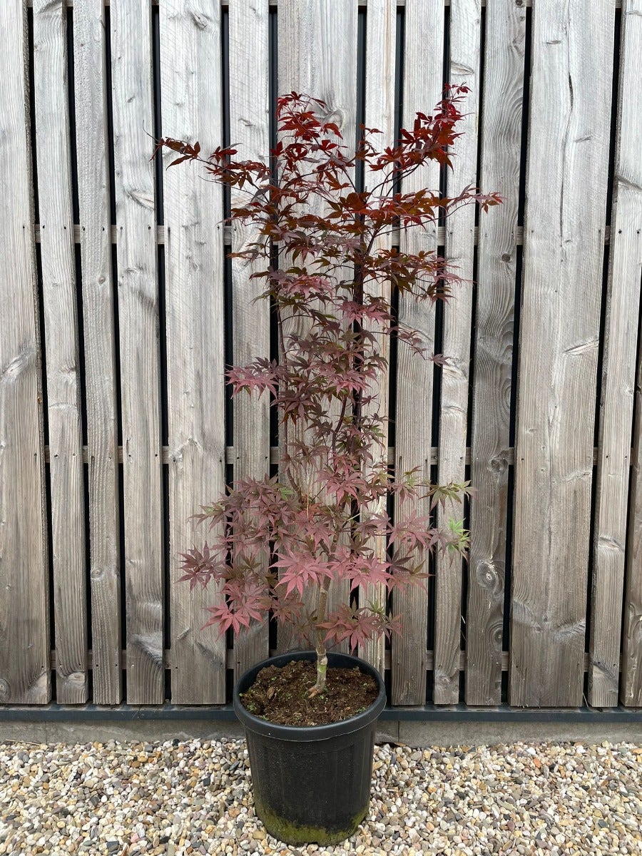  Japanse Esdoorn (Acer Palmatum 'Bloodgood')
