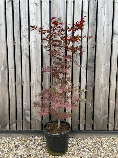  Japanse Esdoorn (Acer Palmatum 'Bloodgood')