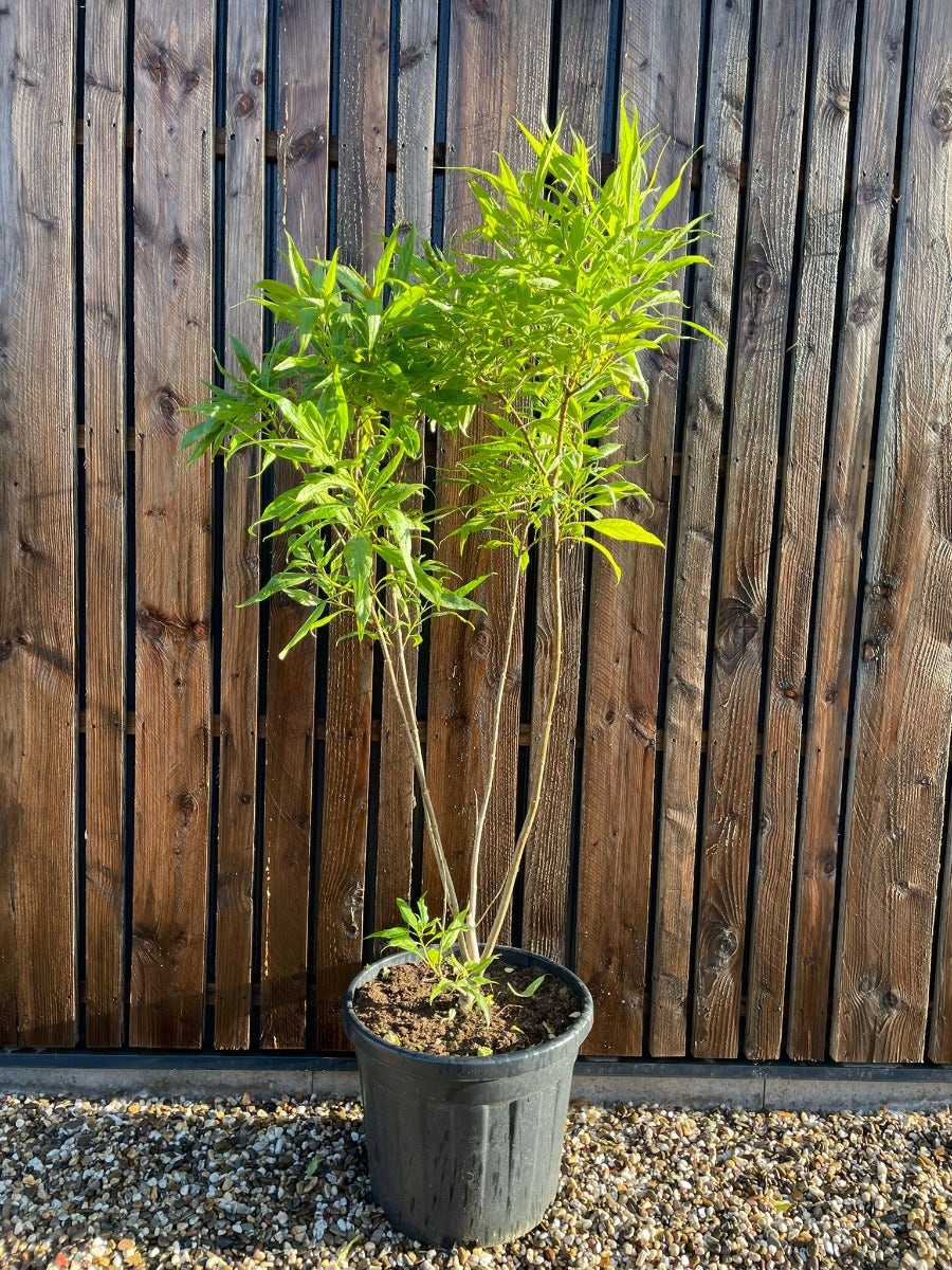  Chitalpa (Chitalpa Tashkentensis 'Summer Bells')