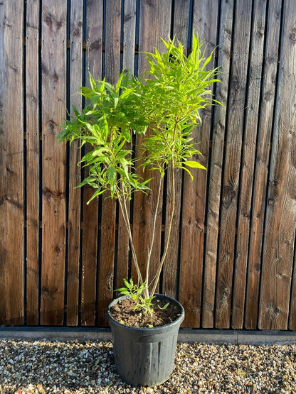  Chitalpa (Chitalpa Tashkentensis 'Summer Bells')