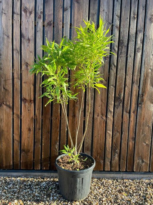  Chitalpa (Chitalpa Tashkentensis 'Summer Bells')