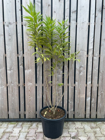 Chitalpa (Chitalpa Tashkentensis 'Summer Bells')