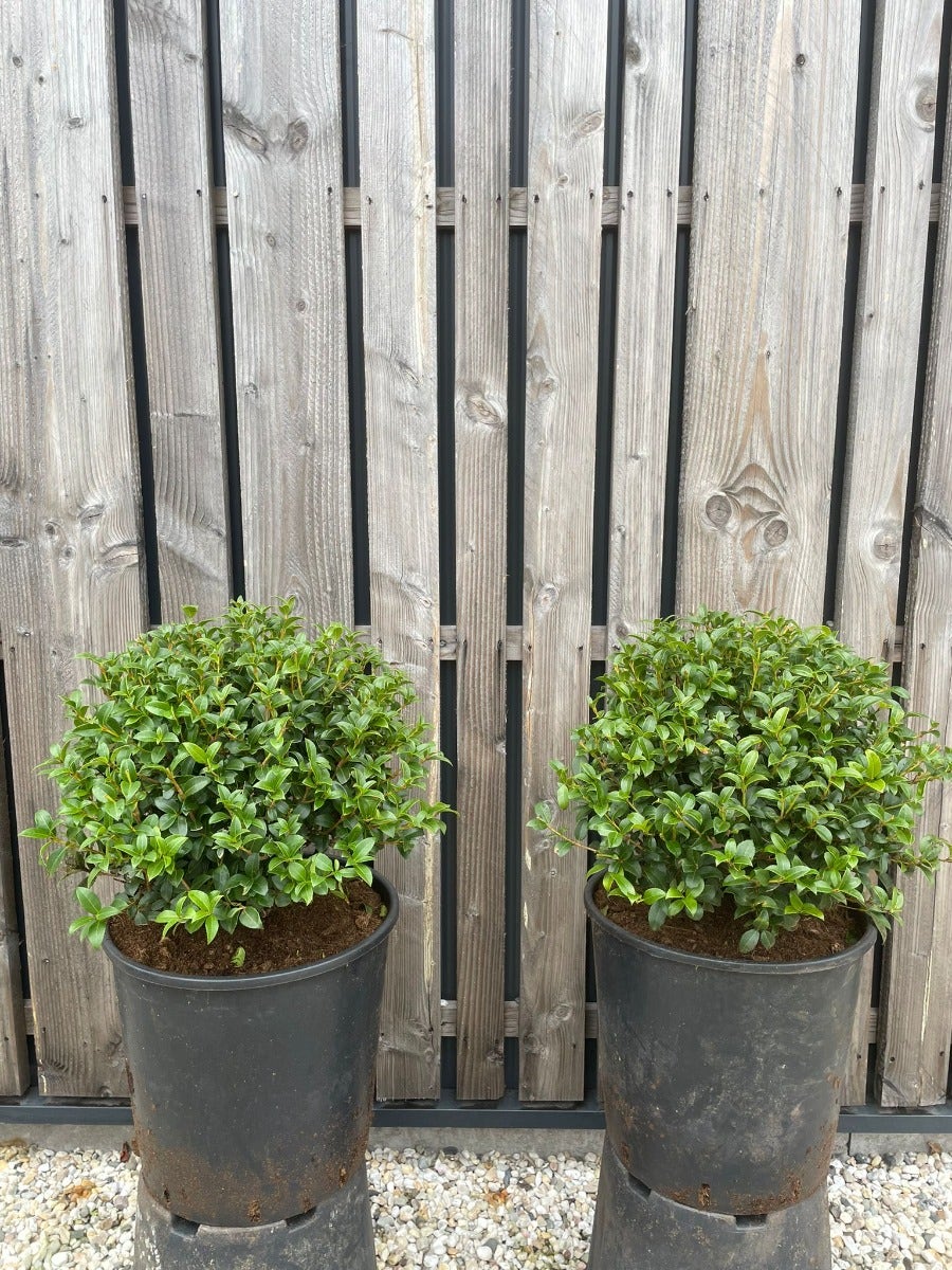  Schijnhulst In Bolvorm (Osmanthus Burkwoodii)