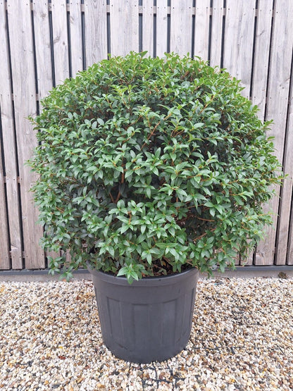  Schijnhulst In Bolvorm (Osmanthus Burkwoodii)