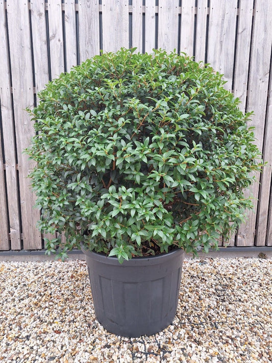  Schijnhulst In Bolvorm (Osmanthus Burkwoodii)