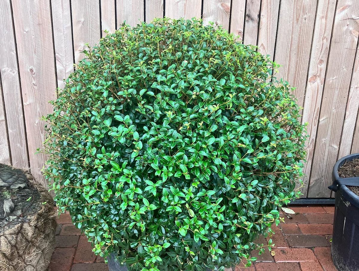  Schijnhulst In Bolvorm (Osmanthus Burkwoodii)