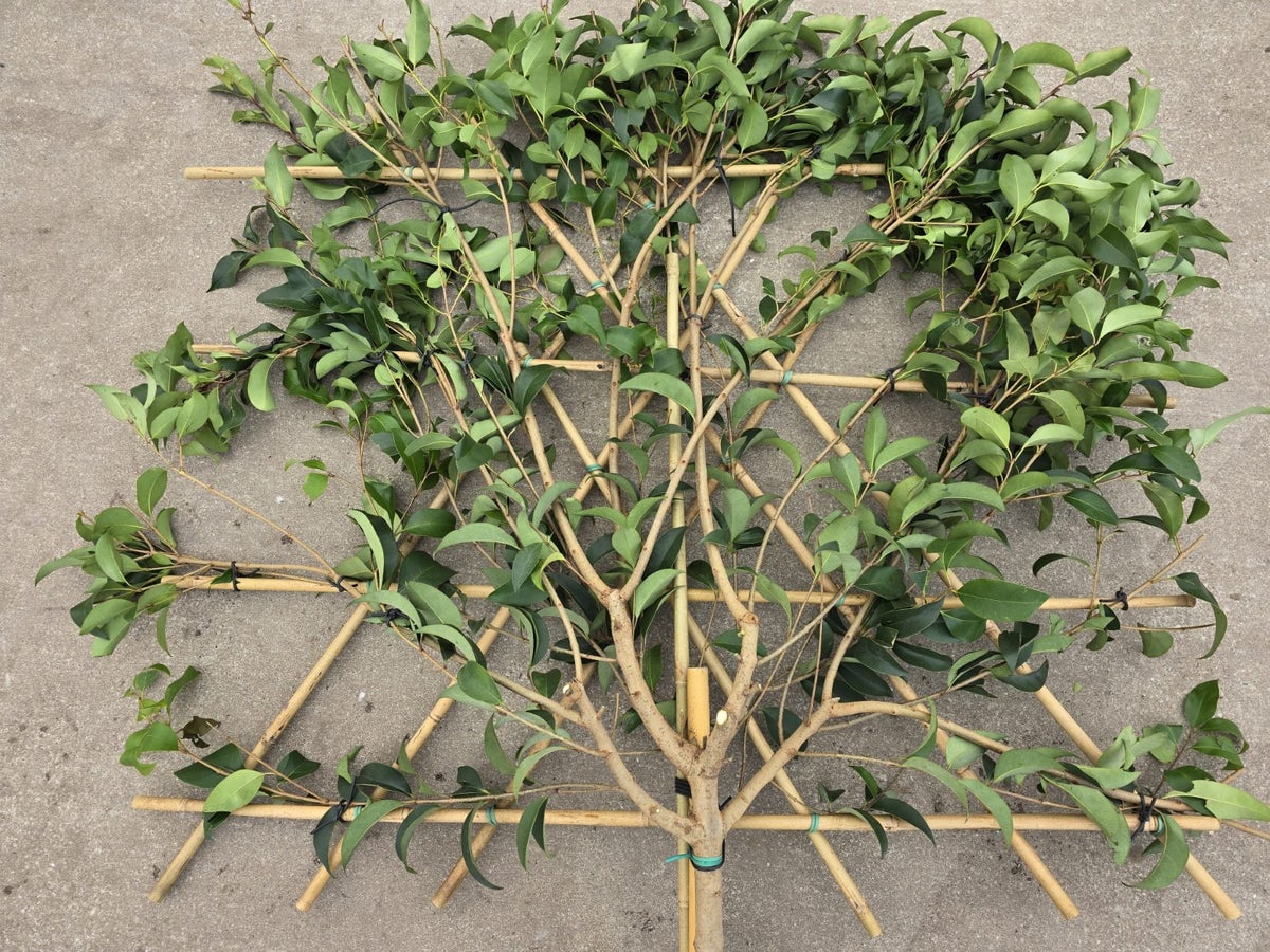  Liguster Als Leiboom (Ligustrum Japonicum) NU EXTRA VOORDELIG