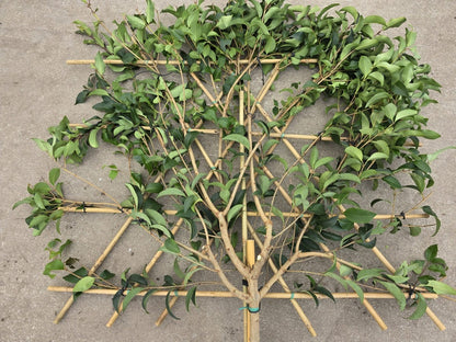  Liguster Als Leiboom (Ligustrum Japonicum) NU EXTRA VOORDELIG