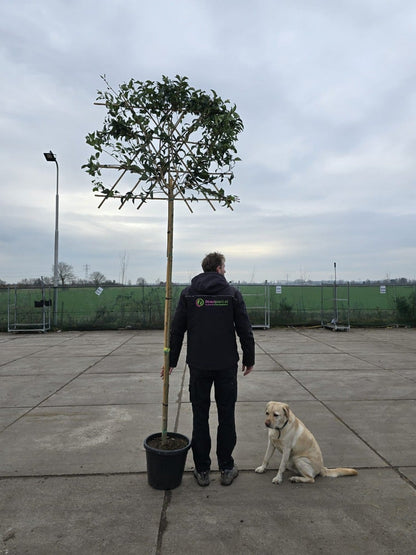  Liguster Als Leiboom (Ligustrum Japonicum) NU EXTRA VOORDELIG